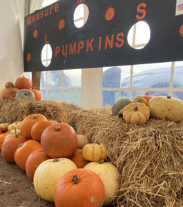 Pumpkin Patches in the North East
