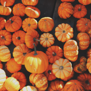 Pumpkin Patches in the North East