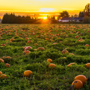 Pumpkin Patches in the North East