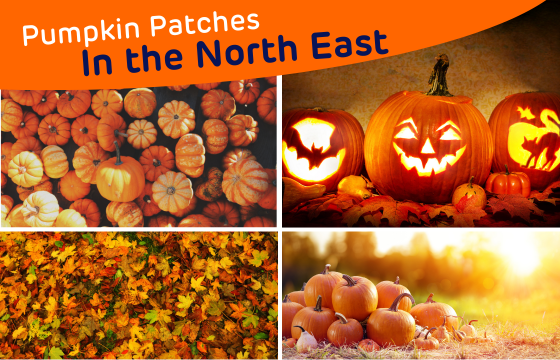 Pumpkin Patches in the North East