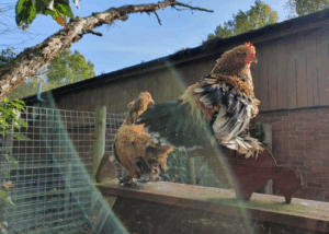 Bill Quay Farm 