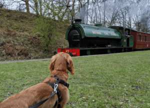 Tanfield Railway Paw-some Places in the North East Worth Visiting