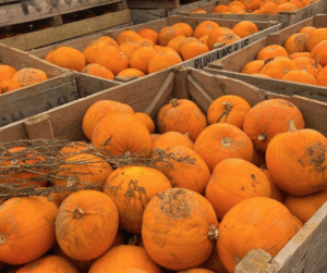 Adventure Valley, Top Spots in the North East to Pick Your Pumpkins