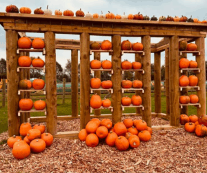 Down at the Farm, Top Spots in the North East to Pick Your Pumpkins