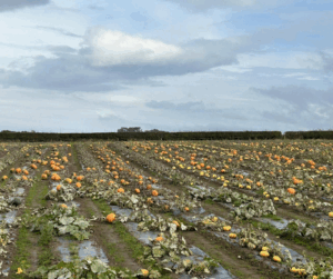 Pontac Pumpkins