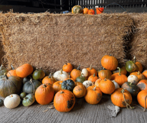 The Alnwick Pumpkin Patch, Top Spots in the North East to Pick Your Pumpkins