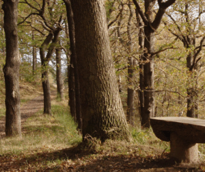 Chopwell Woods