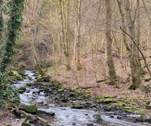 Beamish Park and Causy Arch Circular