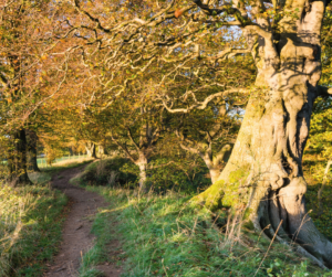 Allen Banks Circular, Top North East Winter Walking Spots