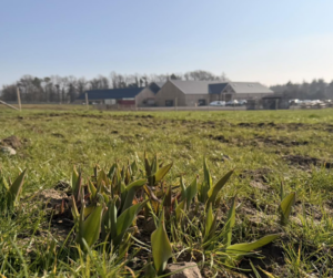 Tulip Bouquet Workshop