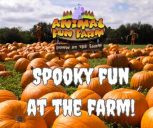 Down at the Farm Pumpkin Week, Halloween Activities North East